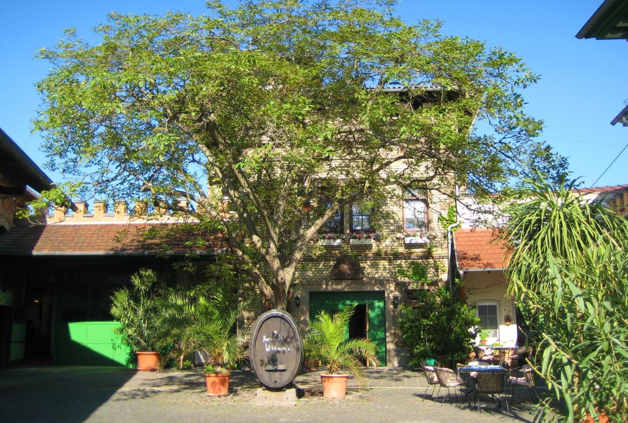 Gaestehaus Guntersblum Экстерьер фото